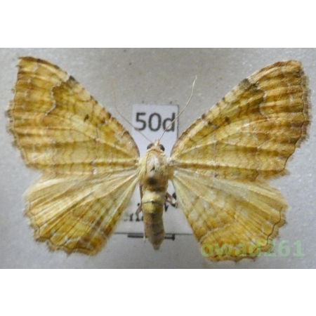 Camptogramma bilineata (Linnaeus, 1758) Slovakia50d
